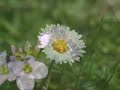 Kwiaty - Flowers - Photos Kwiaty - Flowers - Photos
