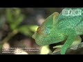 Exo Terra - Madagascar: Calumna parsoni