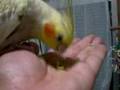 オカメインコ　今日のおやつは枝豆 Today's snack is green soybeans.