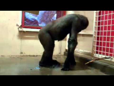 Break Dancing Gorilla