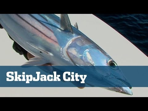 how to bleed skipjack tuna