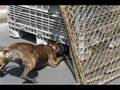 Buster wants to play with the squirrel.wmv