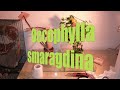 Oecophylla smaragdina macro video