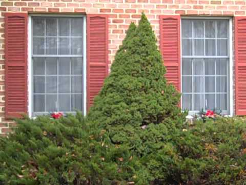 how to fertilize dwarf alberta spruce
