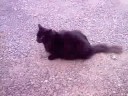 Squirt The Kat . Squirt Being the Kat.