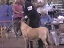 GOLDLEAF MASTIFF - Ch. Windsongs Foxy Lady (Ruby), 5/17/07
