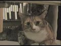 Kitten Chews On Cat\