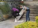 AGILITY: Bebop apprend le 2on/2off