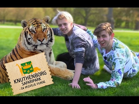 ANTON SLÅS MED TIGER!