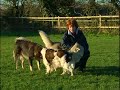 Jan Fennell the Dog Listener
