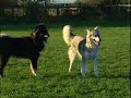 Jan Fennell the Dog Listener