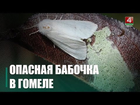 В Гомеле из-за американской белой бабочки на карантин закрыли целый квартал видео