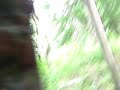 Tree Smashing
