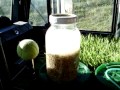 The Wheatgrass Trucker! 1