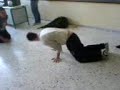 MAIMOU 9 LYKEIO PERISTERIOU