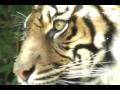 Taronga Tigers