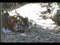 Taronga Tigers