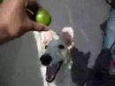 Borzoi video