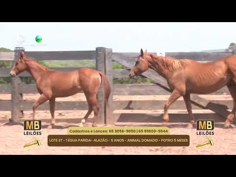 519 LEILO VIRTUAL MB LEILES