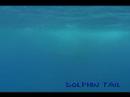 ???????????rurutu Is? humpback whale?No?14