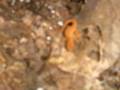 wildlife/newts