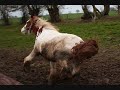 Irish Cob.wmv