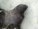 Draki en videoXXX (zoofilia)