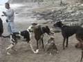 Great Dane Beach Day #1