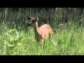 Yosemite - YouTube