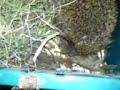 Alfred der s��e kleine Igel Y.Y