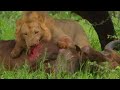 Buffalo wrestles lion