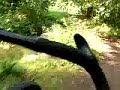 steamroller
