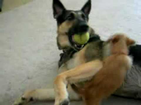 chien berger allemand