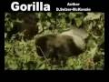 Gorilla Gorillas Tiere Animals SelMcKenzie Selzer-McKenzie