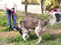 yörük yoruk anadolu çoban kangal aksaray ege karadeniz