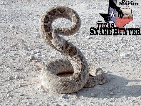 YouTube reptile video