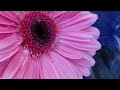 The Little Book of Pink