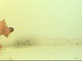 dog walk test
