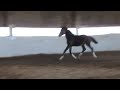 Ricochet--Super Fancy 2009 Oldenburg Filly by Rascalino FOR SALE