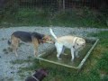Hunde im Ferienheim