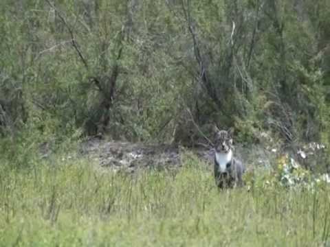 how to eliminate feral cats