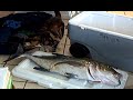 17lb Omilu Ulua