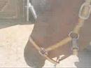 Allie- Breathless Allie- Breathless