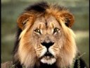 Lion Doing impressions and discussing the kevin bishop show