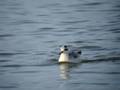 Grey Phalarope Bragar, Lewis, Hebrides Nov 2nd 2008