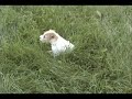 Parson Russell Terrier 7 weeks old