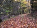 Nature Walk (15th Oct. 2008) 4