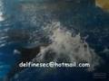videos de Delfines del Zoo