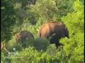 Elephant, the king of animals in Kerala