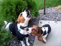 sir-jackness.html